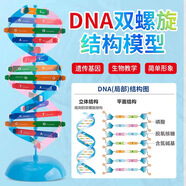 舜江 DNA雙螺旋結(jié)構(gòu)模型DIY材料 初高中生物分子脫氧核苷酸鏈堿基對(duì)遺傳基因染色體雙鏈課程實(shí)驗(yàn)