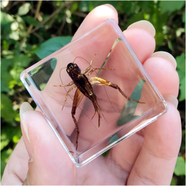 真實(shí)昆蟲(chóng)樹(shù)脂小動(dòng)物標本小孩禮物玩具擺件金龜子蝎子蜘蛛知了甲蟲(chóng) 蟋蟀 3.8CM*3.8CM