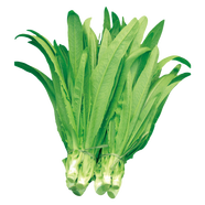 播種心情 家庭種植蔬菜種子孑籽大全四季播種陽臺盆栽農(nóng)家庭院小菜園有機(jī) 四季油麥菜種子2包