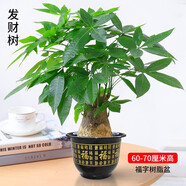 發(fā)財樹(shù)盆栽室內植物客廳綠植大型室內大棵盆景辦公室擺件花卉h 【發(fā)財樹(shù)】0.6-0.7米獨桿款（福字款) 含盆