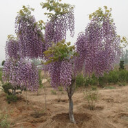 馨蘊長(cháng)穗紫藤花樹(shù)苗紫藤花苗紫藤長(cháng)紫藤 熊野 阿知 安了寺 八重開(kāi)東閣 豐花紫藤8厘米