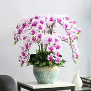 御春閣蝴蝶蘭花苗盆栽室內(nèi)觀花植物桌面陽(yáng)臺(tái)年宵花卉四季開花綠植花卉 白瓣紫芯蝴蝶蘭+透明原盆+原土