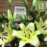 香水百合種球四季花卉好養(yǎng)易活盆栽室內(nèi)花植物種球濃香百合花種球 奧特黃多頭花包活包對版 百合種球一顆