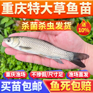 大草魚苗淡水養(yǎng)殖食用鯇魚大規(guī)格半斤一斤20厘米活體草魚苗草青魚苗批發(fā)脆肉皖魚小草魚魚苗皖魚苗四大家 草魚苗 草魚100條送10條運(yùn)損4-6厘米