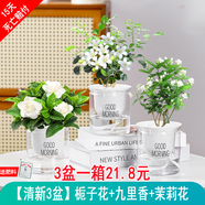 綠有意綠植盆栽多肉花卉盆栽植物室內(nèi)桌面水培綠植辦公室客廳植物懶人 清香3盆】梔子花+九里香+茉莉花