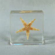 真實(shí)昆蟲(chóng)樹(shù)脂小動(dòng)物標本小孩禮物玩具擺件金龜子蝎子蜘蛛知了甲蟲(chóng) 海星 3.8CM*3.8CM