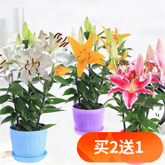 歐悟碗蓮種子室內(nèi)盆栽水培植物水養(yǎng)荷花綠植花卉風(fēng)信子水仙花種球睡蓮 混色百合種球3顆帶盆栽好