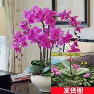 愛(ài)你一萬(wàn)年梔子花盆栽花卉植物室內(nèi)綠植四季好養(yǎng)茉莉花源頭直發(fā)驅(qū)蚊組合包郵 小桃紅-蝴蝶蘭（原膠盆）+營(yíng)養(yǎng)液