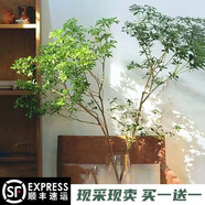 桐汝壁精選馬醉木懶人水培植物鮮切枝吊鐘枝條北歐風(fēng)室內客廳裝飾 精選180-190CM送130CM