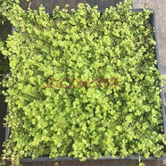 桐汝壁薄雪萬(wàn)年青中華景天庭院花園常綠地被植物藍色鋪面草姬巖垂 過(guò)路黃6盤(pán)