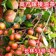 大果油茶苗油茶苗批發(fā)茶樹苗批發(fā)50顆油茶樹苗木子苗實(shí)生苗 裸根苗一米二以上(50株)