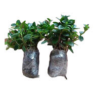 無花苞金魚花吊蘭盆栽四季開花綠植室內(nèi)陽臺耐寒熱植物 （聚財金魚）橙色原土發(fā)貨