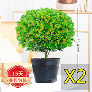 歐悟米蘭花盆栽花卉植物室內四季開(kāi)花帶花苞濃香茉莉花苗盆景驅蚊綠植 五年壯苗米蘭花原土球發(fā)貨2盆