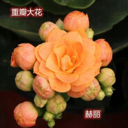 奈園（ny）稀有長(cháng)壽花盆栽重瓣四季開(kāi)花客廳陽(yáng)臺帶花帶花苞室內花卉 130赫麗 帶盆栽好