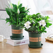 愛你一萬年梔子花盆栽花卉植物室內(nèi)綠植四季好養(yǎng)茉莉花源頭直發(fā)驅(qū)蚊組合包郵 加侖盆【90#梔子花+白掌】