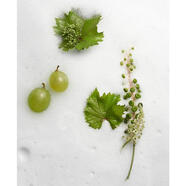 歐緹麗（CAUDALIE）Vinoclean即時泡沫潔面乳日常溫和清潔抗氧化滋養(yǎng)嫩滑肌膚 50ml N or os