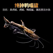 樂(lè)淘逸寵虎紋鴨嘴鯊魚(yú)活體虎紋鴨嘴魚(yú)淡水鯊魚(yú)大型兇猛熱帶觀賞魚(yú) 18-20cm鴨嘴鯊1條