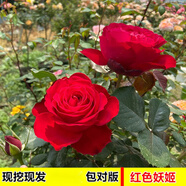 睿格達嫁接多色玫瑰花老樁玫瑰薔薇老根四季開花月季花苗室內外盆栽大花 紅色妖姬 買一顆送一顆發(fā)2顆 不含盆