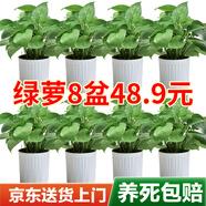雙盟綠蘿盆栽除甲醛花卉綠植辦公室新房凈化空氣110豎紋盆8盆源頭直發(fā)