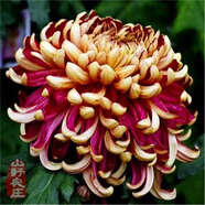 菊花種子四季播種戶外耐寒花卉種籽庭院造景陽臺(tái)盆栽觀賞花草種子 源生菊花 1包種子240粒+復(fù)合肥+發(fā)芽粉