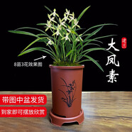 劉閣蘭花四季素心大鳳素現(xiàn)帶花苞出售有香味的花苗室內(nèi)陽臺綠植物花卉盆栽 5-8苗帶花苞帶棕色知春款仿紫砂盆