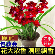 星雨香（XINGYUXIANG）超香 蘭花 室內(nèi)盆栽 花卉綠植 蘭草植物蘭花苗 仙山紅 1苗新手試養(yǎng)