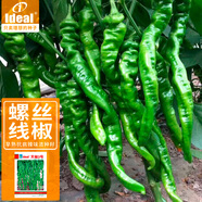 IDEAL螺絲椒辣椒種子早熟特辣四季春秋易種植蔬菜種籽江淮園藝?yán)苯贩N子