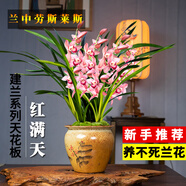 劉閣蘭花蘭花苗 香妃 有香味的夏帶花苞出售室內外花卉綠植盆栽草觀花植物 紅滿天3苗 加盆土肥，說明書