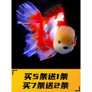 AIPHAROW精品泰獅金魚(yú)活魚(yú)獅子頭小金魚(yú)好養耐活易養活冷水包金元寶觀(guān)賞苗 12-13cm精品娃娃臉混搭泰獅5條