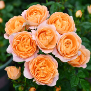 墨一灌木月季花苗特大花盆栽薔薇四季開(kāi)花 果汁陽(yáng)臺(tái) 40cm 源頭直發(fā)