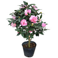 盆栽茶花苗 山茶花苗綠植花卉盆栽四季好養(yǎng)茶花樹苗盆栽耐寒花卉觀花植物室內(nèi)花卉綠植開花不斷 不含盆 香妃 6年苗花苞爆滿