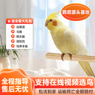 若宸智慧農(nóng)業(yè)鸚鵡活體養(yǎng)殖基地直發(fā)健康活潑可愛 黃化玄鳳1只