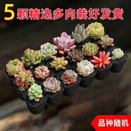 百潮盛多肉植物 小盆栽批發(fā)豪華套裝多肉組合桃蛋玉露綠植花卉園藝 5顆多肉【栽好發(fā)貨】隨機品種 選項文字有標注