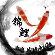 紅白進(jìn)口純種紅白錦鯉魚(yú)紅白分明紅苗精品錦鯉魚(yú)純種漁場(chǎng)直發(fā)好養(yǎng) 紅白錦鯉5-8cm1條