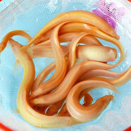 寵以沫黃金鰍好養(yǎng)觀賞魚黃金鰍淡水魚小金魚耐活活體觀賞魚冷水觀賞魚 黃金泥鰍4-6厘米3條+1條備損
