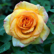 墨一灌木月季花苗特大花盆栽薔薇四季開花 金獎章 40cm 源頭直發(fā)