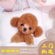 夢(mèng)茜兒純種泰迪幼犬活體寵物狗狗茶杯犬灰泰迪小狗狗貴賓犬泰迪狗幼崽 寵物級(jí) 公