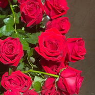 墨一灌木月季花苗特大花盆栽薔薇四季開花 卡羅拉40cm 源頭直發(fā)