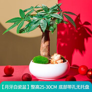 綠蔭巷子發(fā)財(cái)樹盆栽室內(nèi)客廳桌面綠植小盆景三桿發(fā)財(cái)樹苗招財(cái)樹植物花卉 【瓷圓盆】單桿+躺贏牛+布景擺件