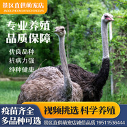 鴕鳥幼苗一對活苗公母非洲大鴕鳥幼崽活體成年奧洲脫溫小鴯鹋活物 一公一母