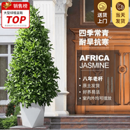 嘆為觀止大型植物發(fā)財樹各種大顆盆栽開業(yè)喬遷客廳辦公室內(nèi)好養(yǎng)大型花卉 非洲茉莉【1.5-1.7米】 含盆