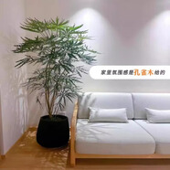 嘆為觀止 大型盆栽 單桿辮子發(fā)財(cái)樹(shù)天堂鳥(niǎo)綠蘿散尾葵辦公室內(nèi)開(kāi)業(yè)喬遷禮品 特級(jí)孔雀木1.4-1.6米黑保齡球盆 含盆