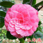盆栽茶花苗 山茶花苗綠植花卉盆栽四季好養(yǎng)茶花樹苗盆栽耐寒花卉觀花植物室內(nèi)花卉綠植開花不斷 不含盆 玉玲瓏 12年苗花苞超多爆滿