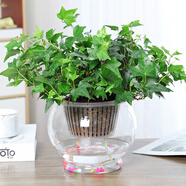 淺笑心柔水培植物盆栽室內(nèi)花卉綠籮辦公室綠植除水養(yǎng)水生  小葉常春藤/特大號玻璃花盆  含盆