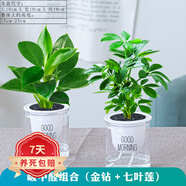 祺典花卉植物室內(nèi)花辦公桌面凈化空氣水培小綠植好養(yǎng)易活驅(qū)蚊盆栽 【吸甲醛小能手】金鉆+七葉蓮 帶盆栽好