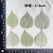 真花朵植物標本 真干花楓葉標本枯落葉植物天然的 翠綠色 苧麻葉中號12片 樹(shù)葉