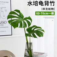 種花迷龜背竹水培植物盆栽大號(hào)老樁室內(nèi)客廳天堂鳥(niǎo)花瓶耐陰常青好養(yǎng)綠植 龜背竹60～70cm一棵【送營(yíng)養(yǎng)液】