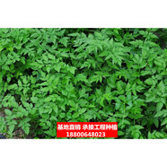 花幽谷水生植物濕地綠化花卉挺水植物污水浮島用苗水質(zhì)凈化河道綠化水里 水芹菜10株 不含盆