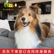 佳朔純種蘇格蘭牧羊犬幼犬家養(yǎng)寵物狗狗活體喜樂蒂犬幼崽 血統(tǒng)級 【蘇格蘭牧羊犬】