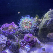 ?？８讓櫸锷锷汉髟炀昂２莺Ｐ怯^(guān)賞海水魚(yú)尼莫小丑魚(yú) 完全展開(kāi)五厘米左右
